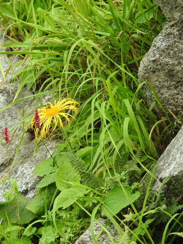 Девясил ройля