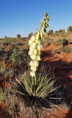 Tegeticula yuccasella