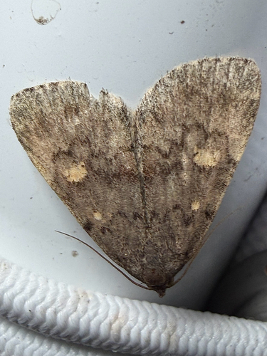 Common Idia Moth (Idia aemula)