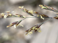 Poa secunda secunda