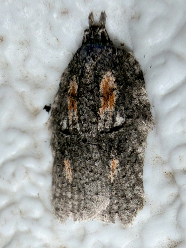 Black-lined Acleris (Acleris nigrolinea)