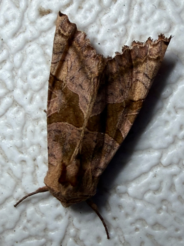 Brown Angle Shades (Phlogophora periculosa)