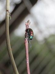 Platycorynus sauteri