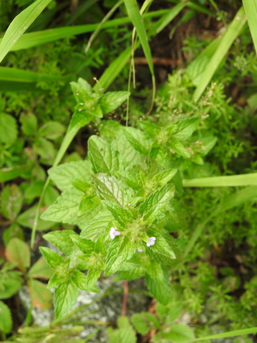 Clinopodium umbrosum observed 2026-08-26