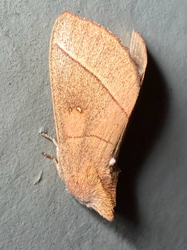 White-dotted Prominent (Nadata gibbosa)