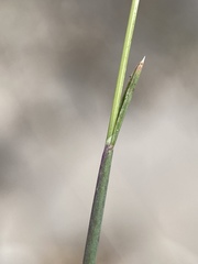 Poa secunda secunda