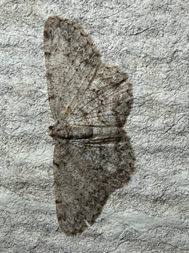 Porcelain Gray (Protoboarmia porcelaria)
