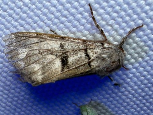 Eastern Panthea Moth (Panthea furcilla)