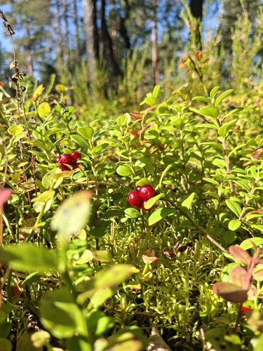 Lingonberry