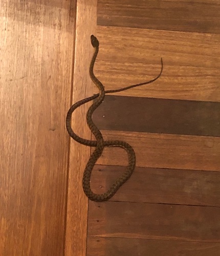 Brown Tree Snake sighting