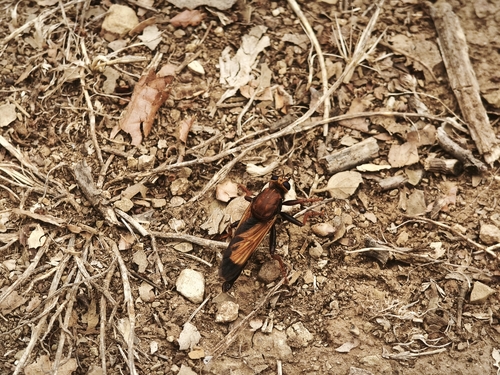 Asilus barbarus