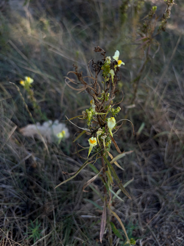 common toadflax