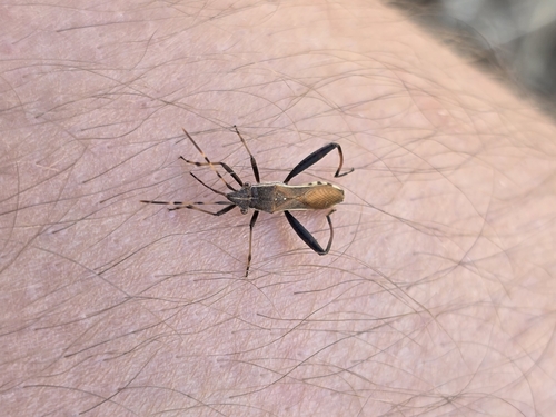 Camptopus lateralis