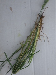 Eleusine tristachya