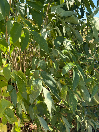European black elderberry