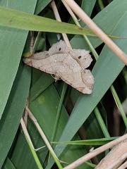 Chiasmia monticolaria