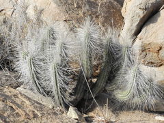 Eulychnia breviflora