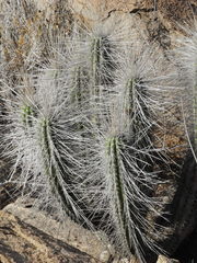 Eulychnia breviflora