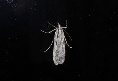 Scoparia indistinctalis