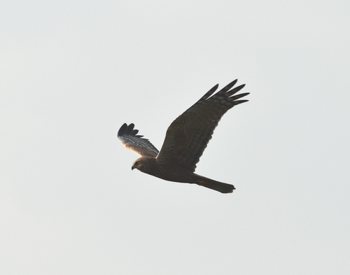 iNaturalist image