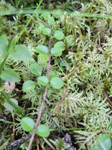 Twinflower