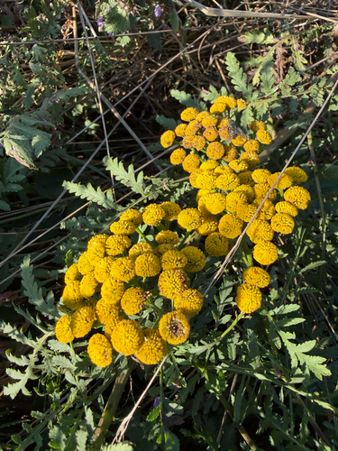 Common Tansy