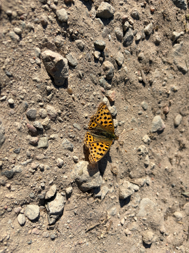 Queen of Spain Fritillary