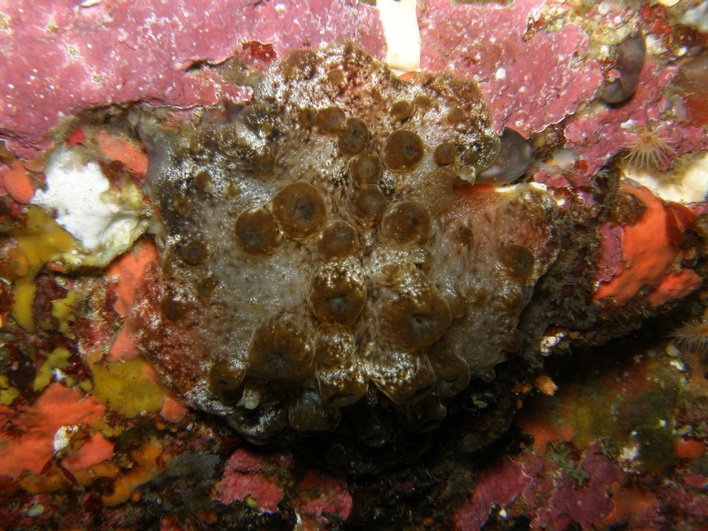 Actinocyclus papillatus