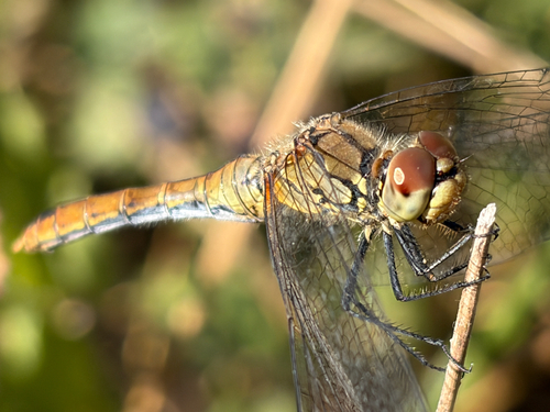 Ruddy Darter