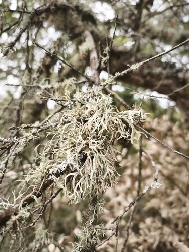 Oakmoss