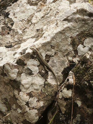 Italian Wall Lizard