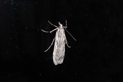 Scoparia indistinctalis