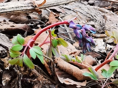 Corydalis ambigua