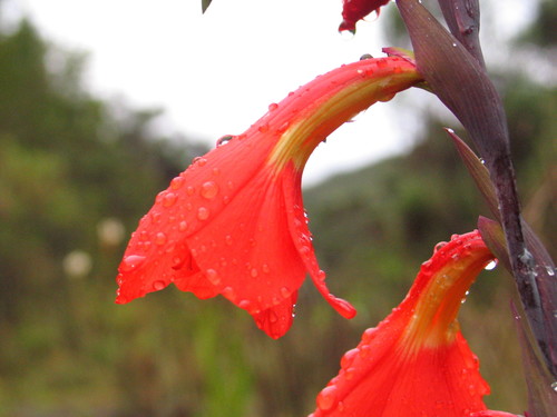 Gladiolus watsonioides image