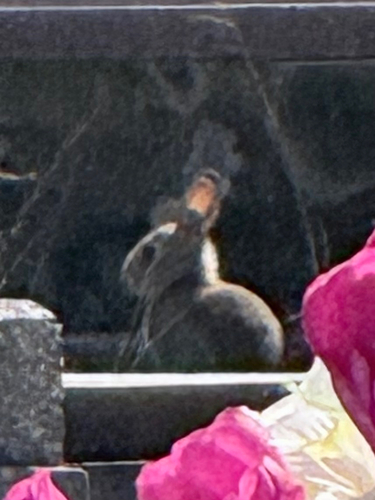 European Rabbit