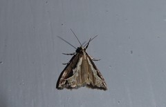 Eudonia steropaea