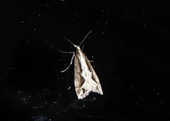 Eudonia steropaea