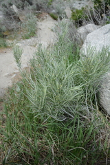 Artemisia cana
