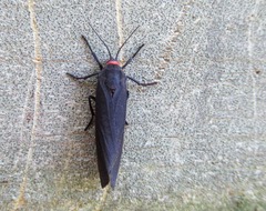 Virbia laeta