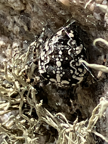 Cross Orbweaver