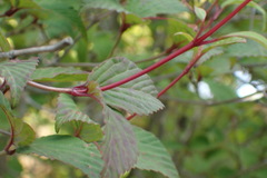 Viburnum phlebotrichum