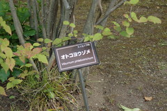 Viburnum phlebotrichum