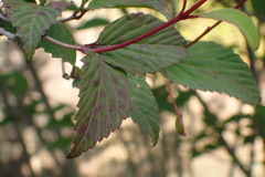 Viburnum phlebotrichum