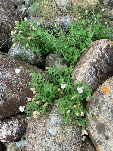 Sea Campion