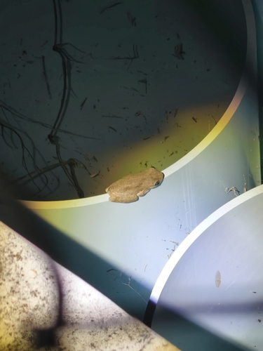 Peron's Tree Frog