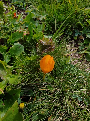 Crocus scharojanii, photograph 6