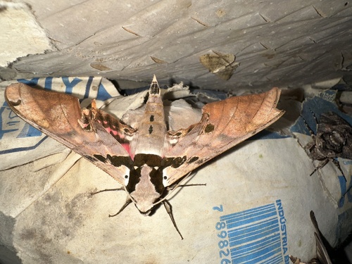 Pink Hawkmoth