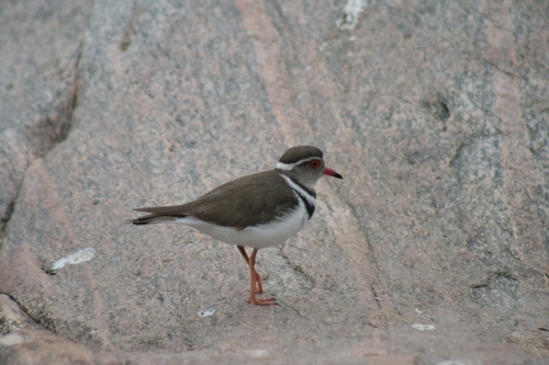 iNaturalist image