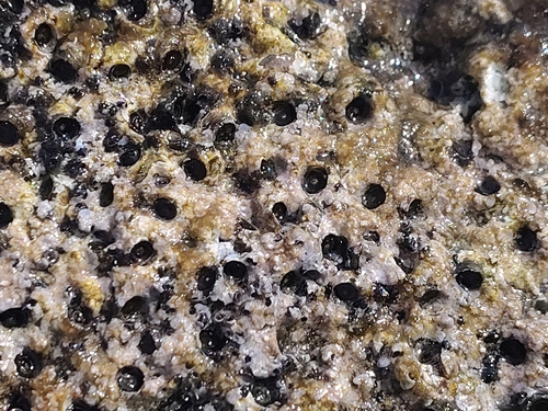 Dendropoma observed 2026-08-27