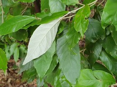 Argophyllum nullumense